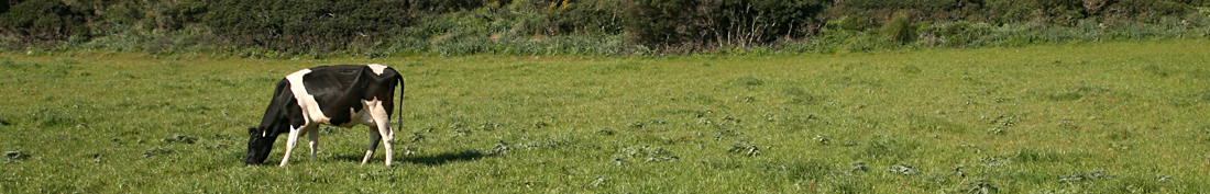 COVIB Colegio Oficial De Veterinarios De Las Islas Baleares